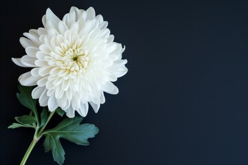 Mourning the loss of a loved one, this beautiful white chrysanthemum flower on a dark background serves as a symbol of appreciation and bereavement during a funeral or burial.