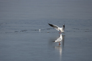 seagull, bird