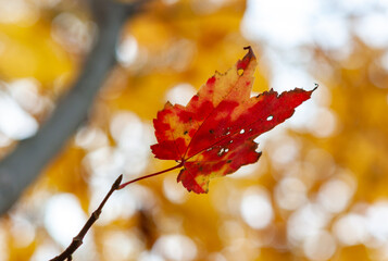 Red and orange spotted leaf on the yellow foliage background. Fall in Heritage Park. Allentown , New Jersey, USA.