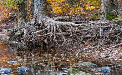 Reflections of Tree Roots and Fall Foliage in a water. Heritage Park parking lot. Allentown , NJ