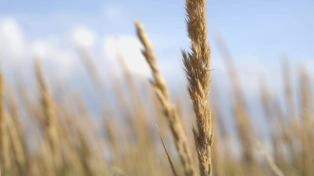 Footage of wheat field in summer evening.