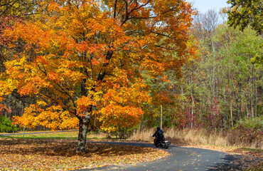 Fall foliage on the road to Bowman’s Hill Tower, Pennsylvania, USA.