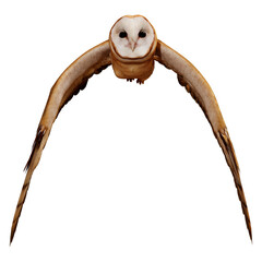 3D Rendering Fantasy Owl on White