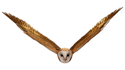 Obraz premium 3D Rendering Fantasy Owl on White