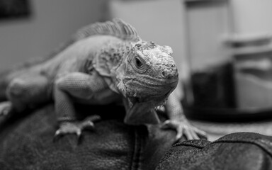 Green iguana black and white image