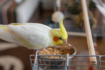 Cockatiel parrots.Funny parrots.Cockatiel pets.Bird with a crest.Cute animal.Funny...