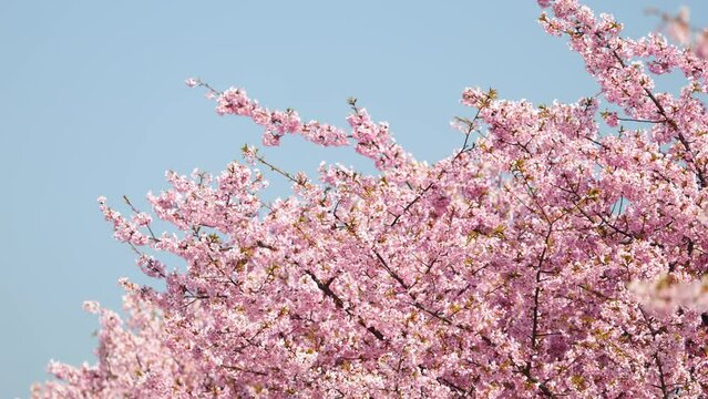 Cherry blossoms or sakura flowers in full bloom in spring, Nature or outdoor	