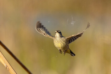 Obraz premium A palm warbler (Setophaga palmarum) in flight, appearing to pluck an insect out of a spider's web in southwest Florida