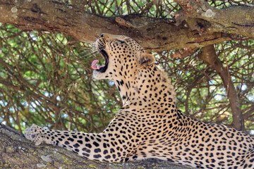 Obraz premium African Leopard (Panthera pardus) lying down in tree and yawning, Ngorongoro conservation area, Africa.