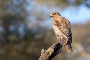 Tawny eagle (Aquila rapax) perched on a tree stump, Ngorongoro conservation area, Tanzania, Africa.