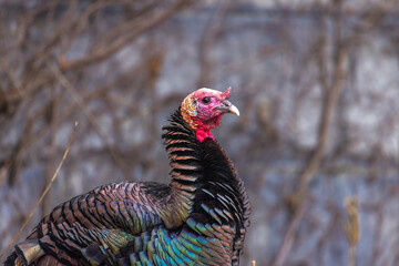 Manchester, New Hampshire, USA - Wild turkey in nature