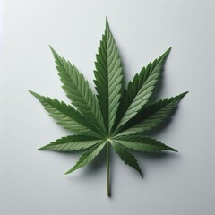 cannabis marijuana leaf background
