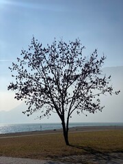 tree on the beach - 728511563