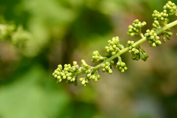 Grape Regina dei Vigneti flower buds