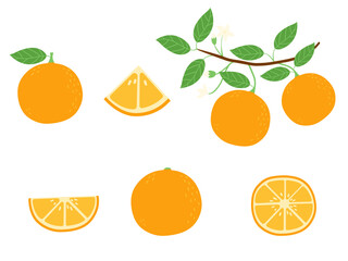 Hand drawn doodle orange fruit set. Hole and slices isolated on white
