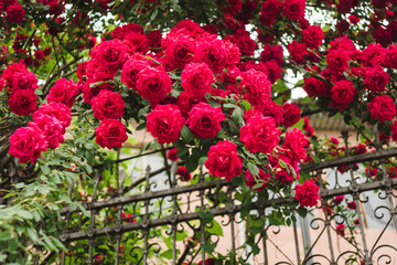 Beautiful fresh roses in nature. Large inflorescence of roses on a garden bush on the background of a metal fence. A close-up of rose bush with flowering red roses