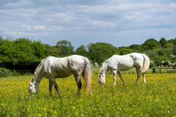 Horses Grazing in a Spring Field