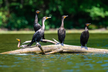 The double-crested cormorant (Nannopterum auritum), wild birds rest on tree branches in a lake in NJ