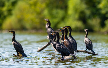 Fototapeta premium The double-crested cormorant (Nannopterum auritum), wild birds rest on tree branches in a lake in NJ