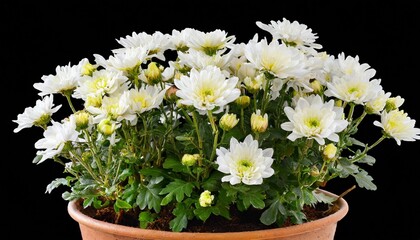 chrysanthemum multiflora bush in the pot isolated transparent png white flowers and buds autumnal bouquet