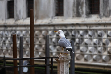 Fototapeta premium Seagulls are a problem in Venice due they are very brave and often steal food from tourists having a break on the waterfronts of the Lagoon city - Venice Italy