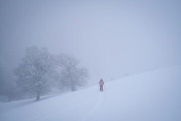 CIUCAS, ROMANIA - JANUARY 28, 2024: Drone photograph with ski touring skiers crossing through pine...