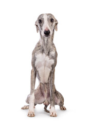 Young Whippet dog, sitting up facing front. Looking towards camera. Isolated on a white background.