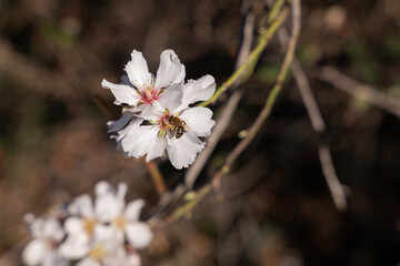 flowers in the garden