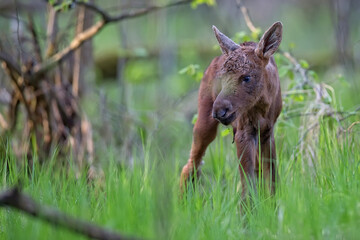 Young moose in the forest