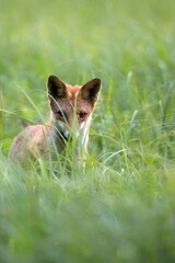 Young red fox hidden in the grass