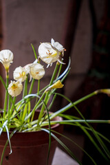 Narcissus bulbocodium Arctic Bells in garden