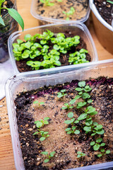 Young green shoots of seedlings plant closeup macro.