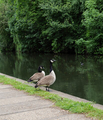 London - 29 05 2022: Pair of Canada goose on Regent's Canal.
