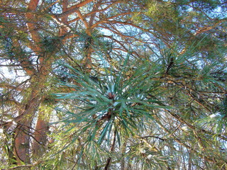 A view from below on the frozen sharp needles of an evergreen pine reflecting the sun's rays with bright specks.