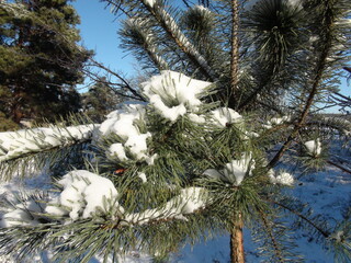 An unsurpassed natural picture of snow-covered branches of an evergreen fir illuminated by the rays of the frosty January sun.