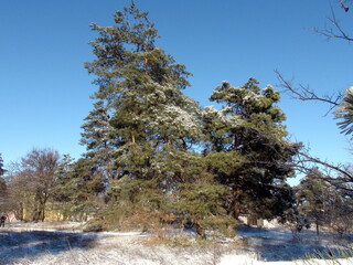 A winter picture of evergreen firs connecting the clear blue of the sky and a blanket of snow at the foot on a frosty sunny day.