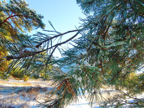 An unsurpassed natural picture of snow-covered branches of an evergreen fir illuminated by the rays of the frosty January sun.
