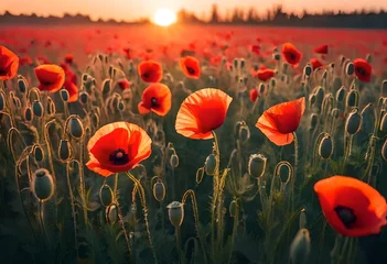 Raamstickers poppy field with poppies © Muneeb
