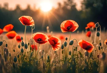 Foto op Plexiglas poppy field in the morning © Muneeb