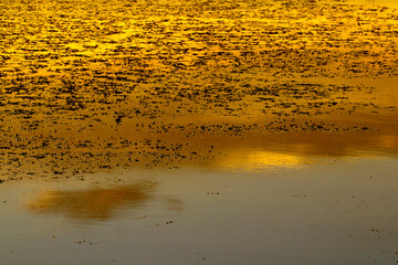 Algae soup in close up at sunset in golden orange  and yellow colors