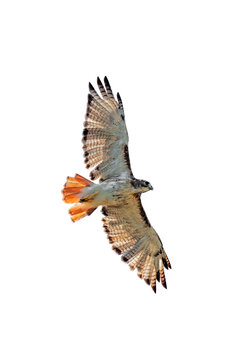 Spread Wing Red-Tailed Hawk Soars on a White Background