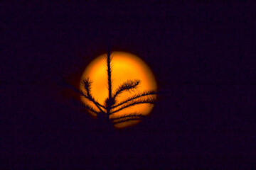 Red supermoon behind a pine tree in silhouette