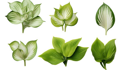 Hosta Collection: Beautiful Plants for Garden Design, Floral Perfume Elements in 3D Digital Art, Isolated on Transparent Background - Top View Flat Lay PNG Set