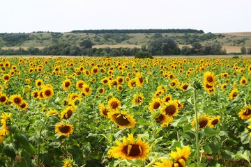 Feld of sunflowers