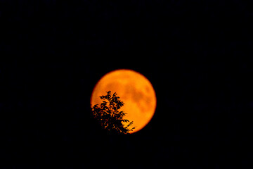 Treetop hides red supermoon in the dark night