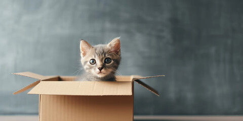 Curious Tabby baby cat peeking out from an open cardboard box. Creative concept for moving into a new apartment with pets. - obrazy, fototapety, plakaty
