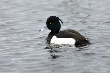 Striking black and white Tufted Duck (Aythya fuligula). Single male on water. Yorkshire, UK in Winter