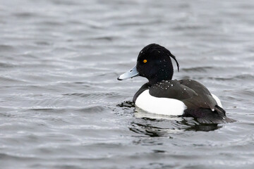 Single male Tufted Duck (Aythya fuligula) on the water, with droplets of water on it's back from a recent dive. Yorkshire, UK in Winter
