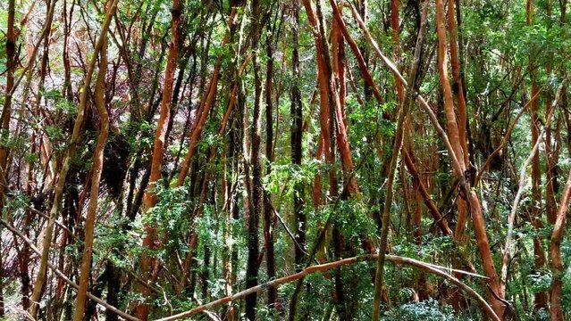Cathedral forest of Myrtle trees (Arrayanes), in Tepuhueico Park, in Chilo&eacute;, Chile