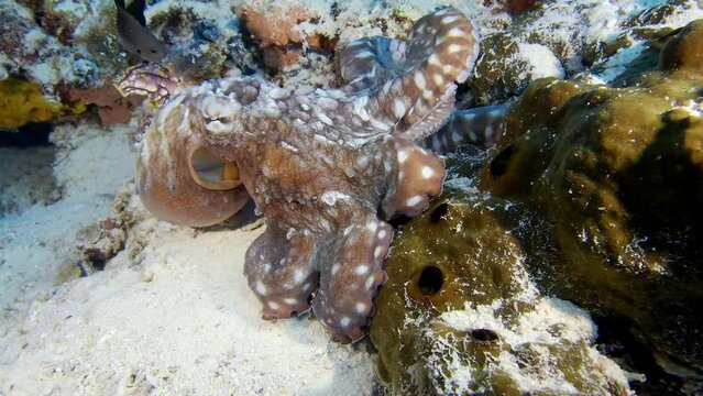 Octopus underwater walking. A Day octopus (Octopus cyanea) walking at the bottom of the sea overgrown by fancy looking corals, tunicates and sea squirts